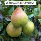 HALFSTAM PERELAARS: CONFERENCE, DOYENNÉ DU COMICE, CLAPP'S,., Ophalen, Volle zon, Vaste plant, Fruitplanten