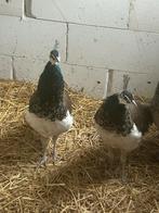 2 pauwhanen, Animaux & Accessoires, Volatiles, Mâle, Autres espèces