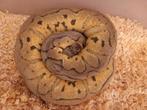 0.1 Python regius killer clown nk21, Dieren en Toebehoren, Reptielen en Amfibieën, Slang, 3 tot 6 jaar