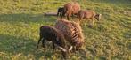 Ouessant Ram, Dieren en Toebehoren, Mannelijk, Schaap, 0 tot 2 jaar