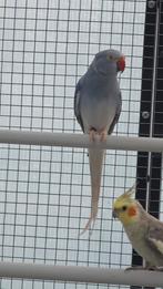Halsbandparkiet pop, Dieren en Toebehoren, Vogels | Parkieten en Papegaaien