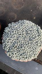 Mammillaria luethyi cactus, Tuin en Terras, Grind, Keien en Split, Ophalen, Zo goed als nieuw