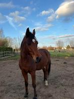 volbloed Arabier ruin veel jumpingervaring braaf karakter, Animaux & Accessoires, Chevaux, Hongre