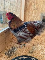 Wyandotte kriel, Mannelijk, Kip