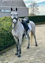 Zeer mooie C sportpony !!!, Dieren en Toebehoren, Pony's, M