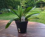 Clivia Miniata echte kamerplant, oranje bloesem, Ophalen, Overige soorten, In pot, Minder dan 100 cm