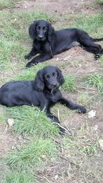Ierse Setter pups te koop, Dieren en Toebehoren, België, 15 weken tot 1 jaar, CDV (hondenziekte), Meerdere