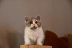 Brits korthaar kitten, Dieren en Toebehoren, 0 tot 2 jaar, Met stamboom, Poes