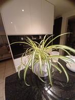 Grasleie 10tal in 1 pot, Ophalen of Verzenden