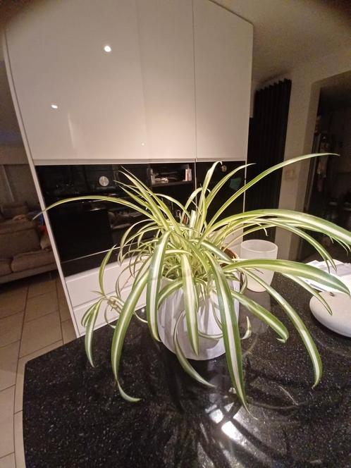 Grasleie 10tal in 1 pot, Huis en Inrichting, Kamerplanten, Ophalen of Verzenden