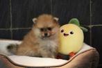 Pomeriaan/Dwergkees pups, België, Keeshond, Reu, CDV (hondenziekte)