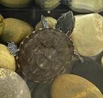 Muskusschildpad te koop – compacte en actieve waterschildpad, Dieren en Toebehoren, Reptielen en Amfibieën, Schildpad, 0 tot 2 jaar