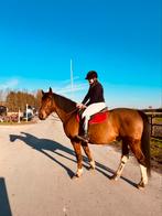 Grote knuffelbeer, Dieren en Toebehoren, Paarden, Ruin, M, 11 jaar of ouder, Recreatiepaard