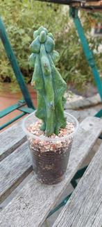 Boobie cactus, Huis en Inrichting, Kamerplanten, Ophalen of Verzenden, Cactus