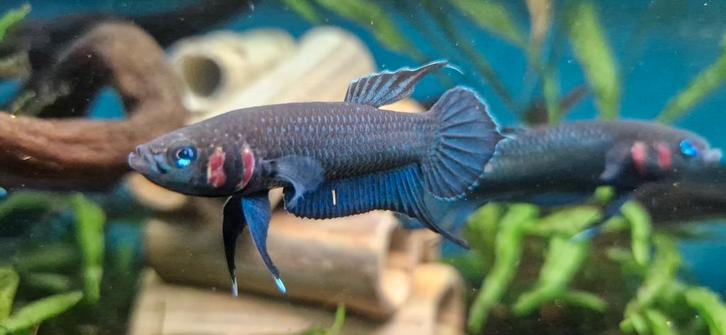 Wilde Betta Mandor, Dieren en Toebehoren, Vissen | Aquariumvissen, Zoetwatervis, Vis