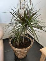 Ficus, Ophalen