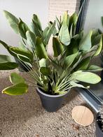 Strelitzia nicolai paradijsvogel, Ophalen