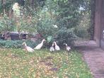 Loop eenden, Meerdere dieren, Tam