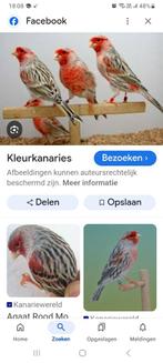 Kanaries, Dieren en Toebehoren