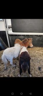 Mooie Shetland pony's, Dieren en Toebehoren, Mei