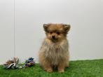 Dwergkeeshond pups, België, Keeshond, 8 tot 15 weken, CDV (hondenziekte)