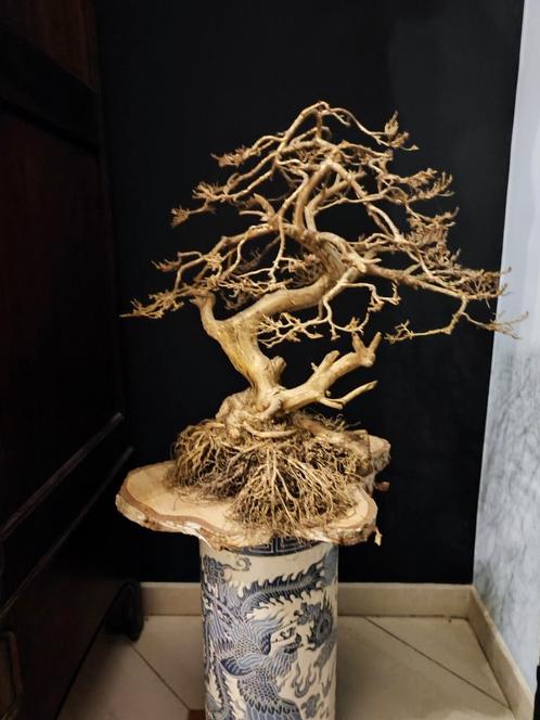 Design gouden bonsai, Maison & Meubles, Accessoires pour la Maison | Autre, Comme neuf, Enlèvement