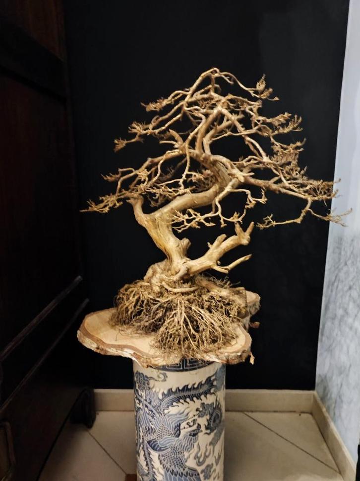Design gouden bonsai, Huis en Inrichting, Woonaccessoires | Overige, Zo goed als nieuw, Ophalen