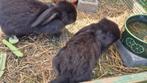 Franse hangoor, Dieren en Toebehoren, Konijnen, Hangoor