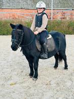 Super knappe grote shetlander merrie, Dieren en Toebehoren, Merrie, Zadelmak, Gechipt, A pony (tot 1.17m)