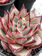 Echeveria agavoides grote keuze, Enlèvement ou Envoi