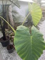 colocasia jack's giant, Tuin en Terras, Ophalen