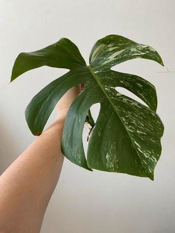 Monstera Variegata (stek 1), Huis en Inrichting, Ophalen