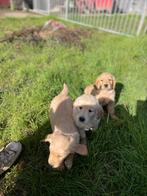 Mooie golden retriever pups!, Animaux & Accessoires, Chiens | Retrievers, Épagneuls & Chiens d'eau, Golden retriever, Plusieurs