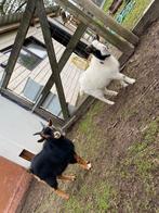 2 mooie lieve bokjes geboren in maart 2025, Dieren en Toebehoren, Vermiste en Gevonden Dieren