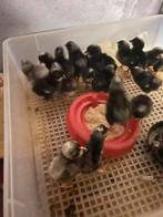 Jonge Mechelse Koekoek kippen (kuikens), Meerdere dieren, Kip