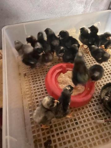 Jonge Mechelse Koekoek kippen (kuikens) beschikbaar voor biedingen