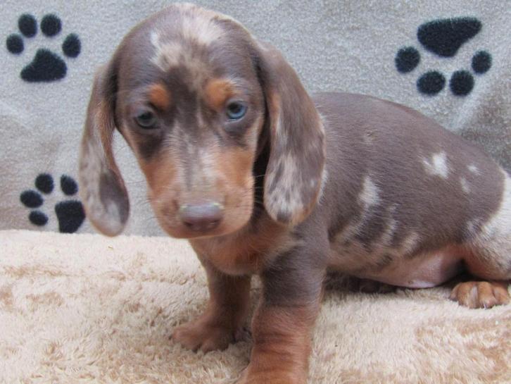 Teckel pups chocomerle, Dieren en Toebehoren, Honden | Teckels en Dashonden, Meerdere dieren, Korthaar, Standaard, Fokker | Professioneel