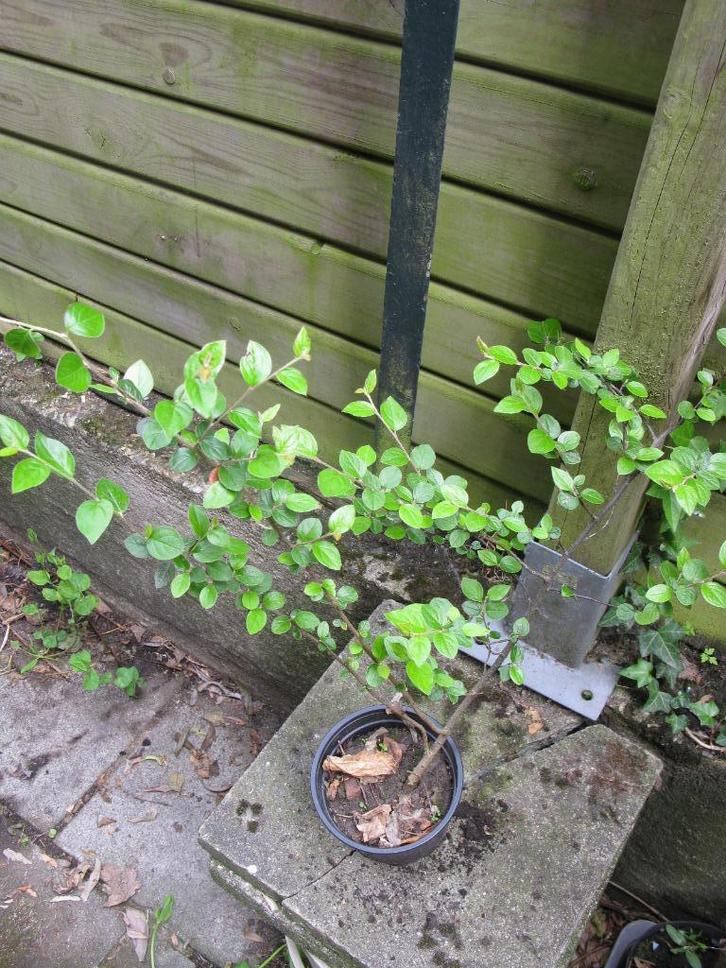 Cotonéaster Franchetii, Tuin en Terras, Planten | Struiken en Hagen, Struik, Overige soorten, 100 tot 250 cm, Ophalen