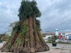 Des palmiers géants de 4 à 6 m de haut !! A partir de 299,99, Jardin & Terrasse, Plantes | Arbres, Palmier, Enlèvement ou Envoi