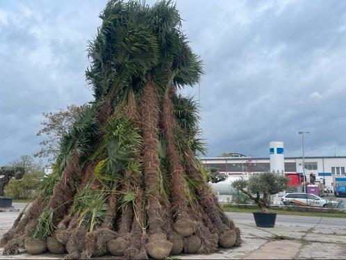 Gigantische palmbomen van 4 à 6 m hoog !! Vanaf 299,99 euro, Tuin en Terras, Planten | Bomen, Palmboom, Ophalen of Verzenden