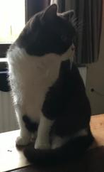 Brits korthaar poes, Dieren en Toebehoren, Katten en Kittens | Raskatten | Korthaar, Poes, Gechipt, 0 tot 2 jaar