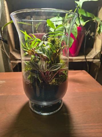 Plantenterrarium beschikbaar voor biedingen