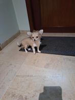 Chihuahua pups, Dieren en Toebehoren, België, CDV (hondenziekte), 8 tot 15 weken, Meerdere