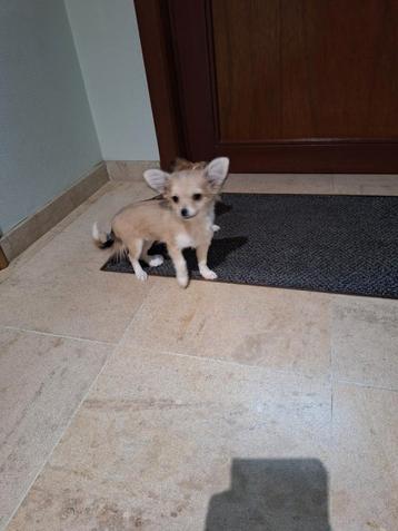 Chihuahua pups  beschikbaar voor biedingen