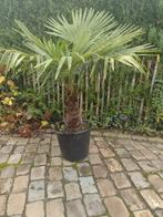 Palmboom, Tuin en Terras, Planten | Tuinplanten, Ophalen