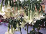 Laatste stekken brugmansia dubbele bloemen verschil. kleuren, Jardin & Terrasse, Plantes | Jardin, Enlèvement, Autres espèces