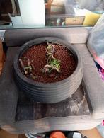 Gratis, Jardin & Terrasse, Bacs à fleurs & Jardinières, Comme neuf, 30 à 60 cm, Enlèvement, 60 à 100 cm