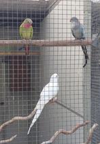 Princess, Dieren en Toebehoren, Vogels | Parkieten en Papegaaien, Parkiet, Geringd
