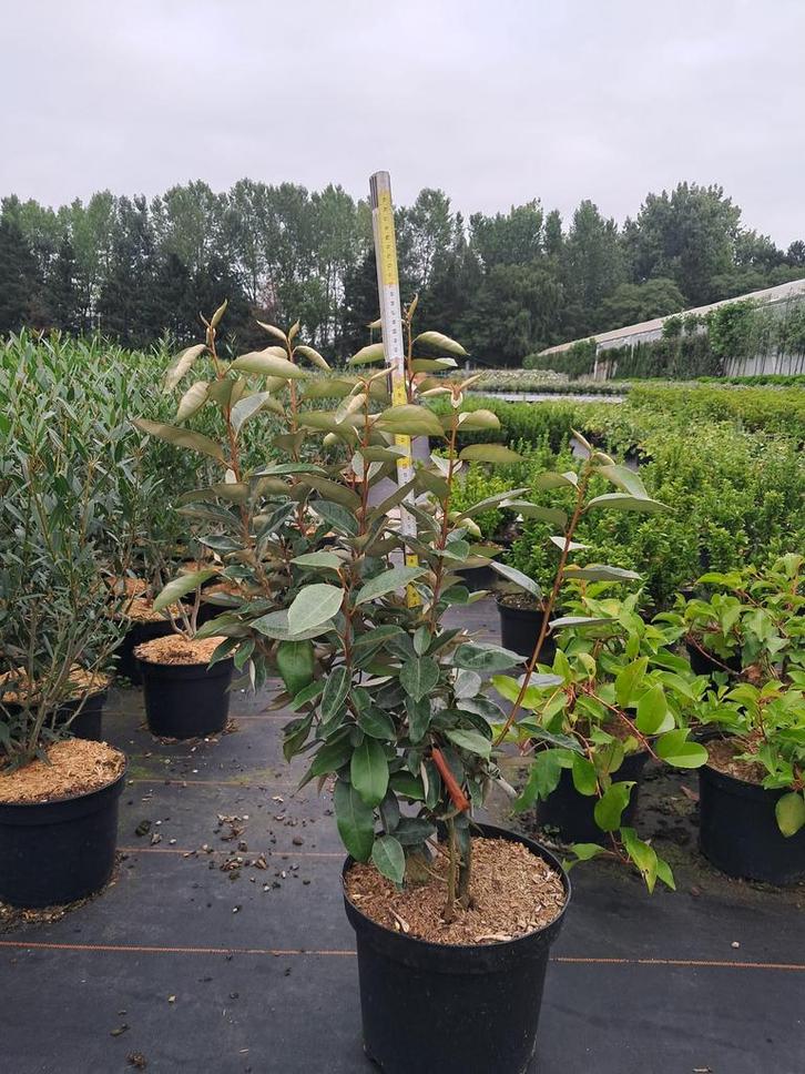 Elaeagnus ebbingei c7,5L, Tuin en Terras, Planten | Struiken en Hagen, Ophalen