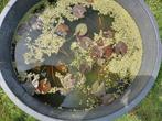 Waterlelie, Tuin en Terras, Planten | Tuinplanten, Ophalen, Volle zon, Vaste plant, Zomer